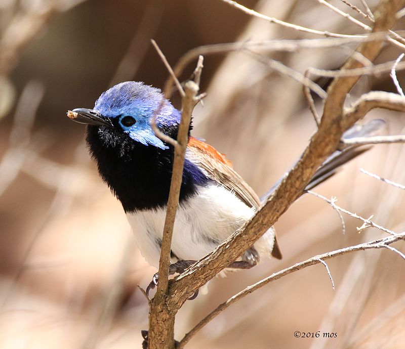 51 Most Common Western Australia Birds The Worlds Rarest Birds